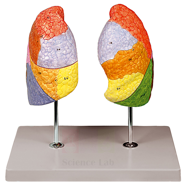 Human Segmented Lungs Model
